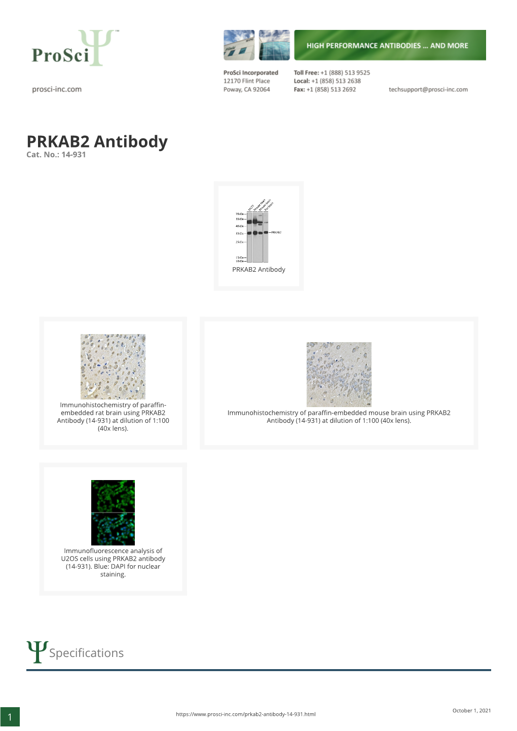 PRKAB2 Antibody Cat