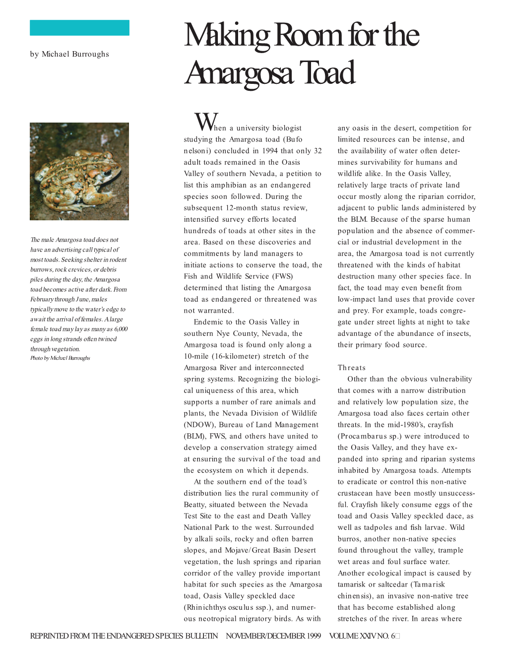 Making Room for the Amargosa Toad.P65