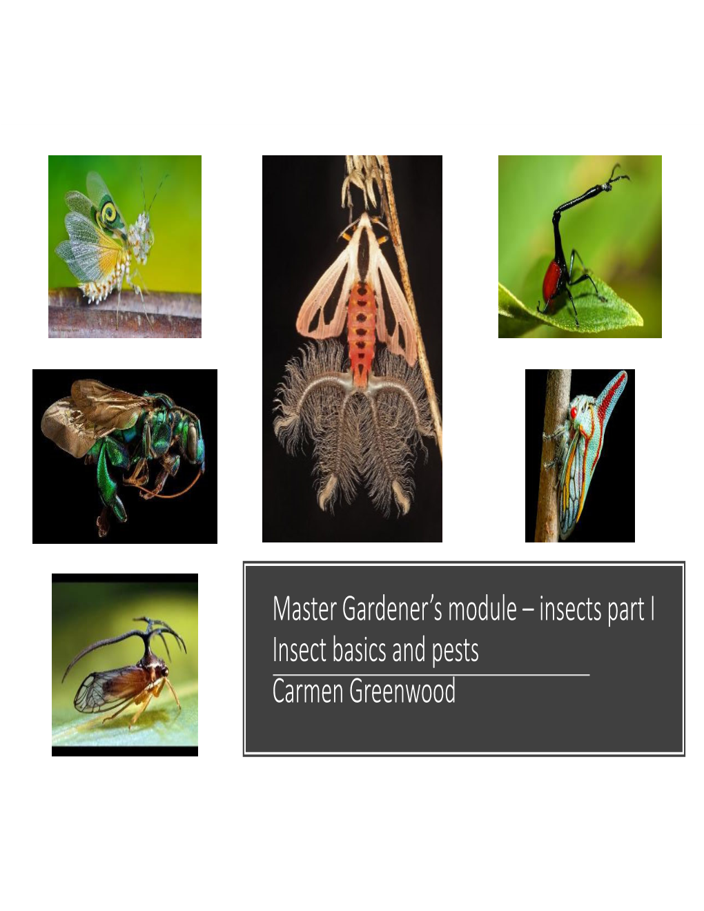 Master Gardener's Module – Insects Part I Insect Basics and Pests Carmen Greenwood