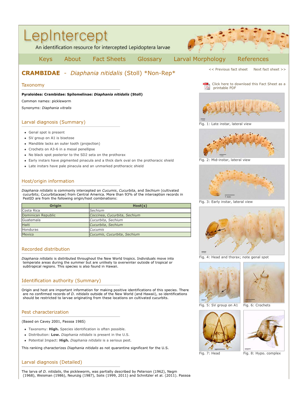 Diaphania Nitidalis (Stoll) *Non-Rep*