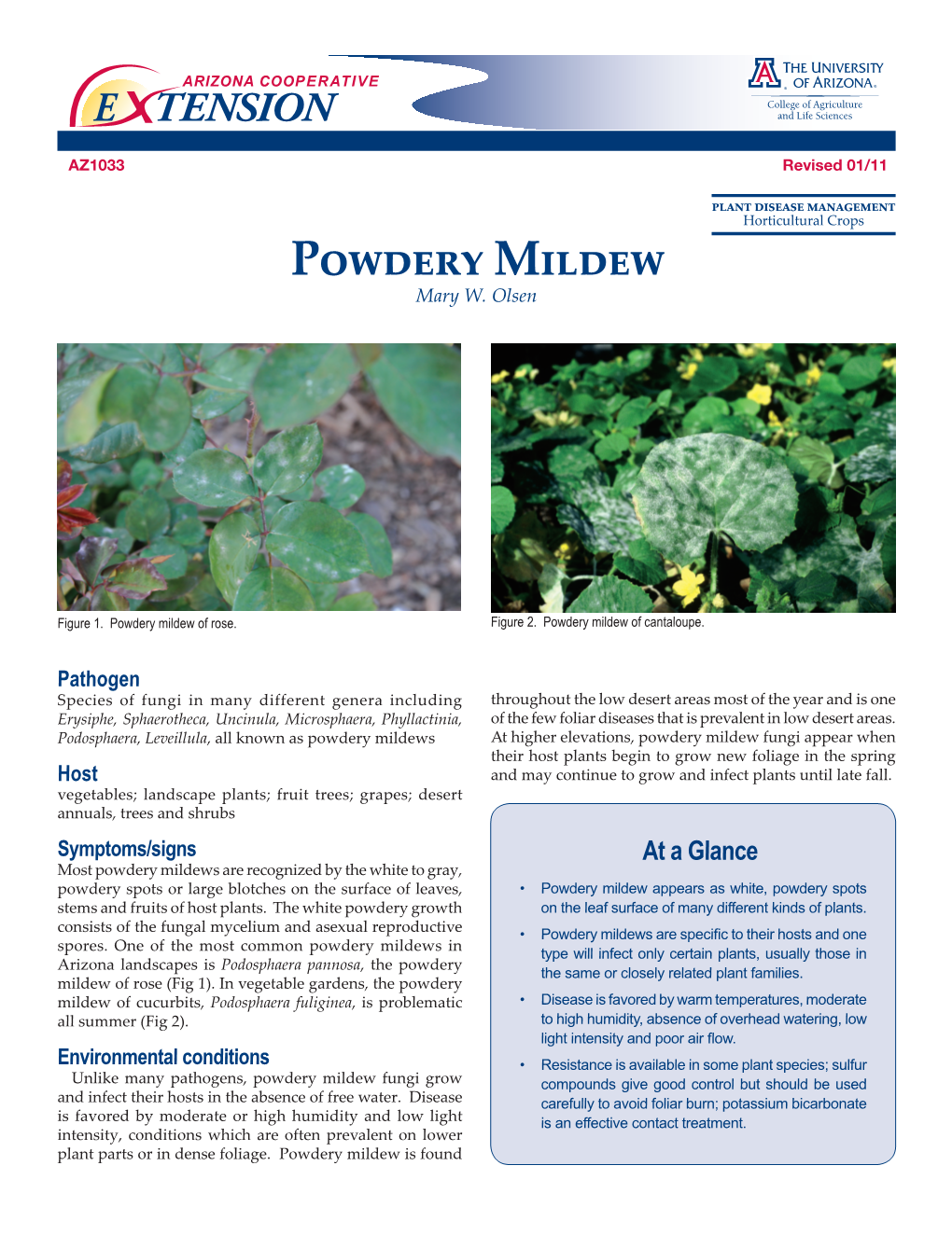 Powdery Mildew Mary W