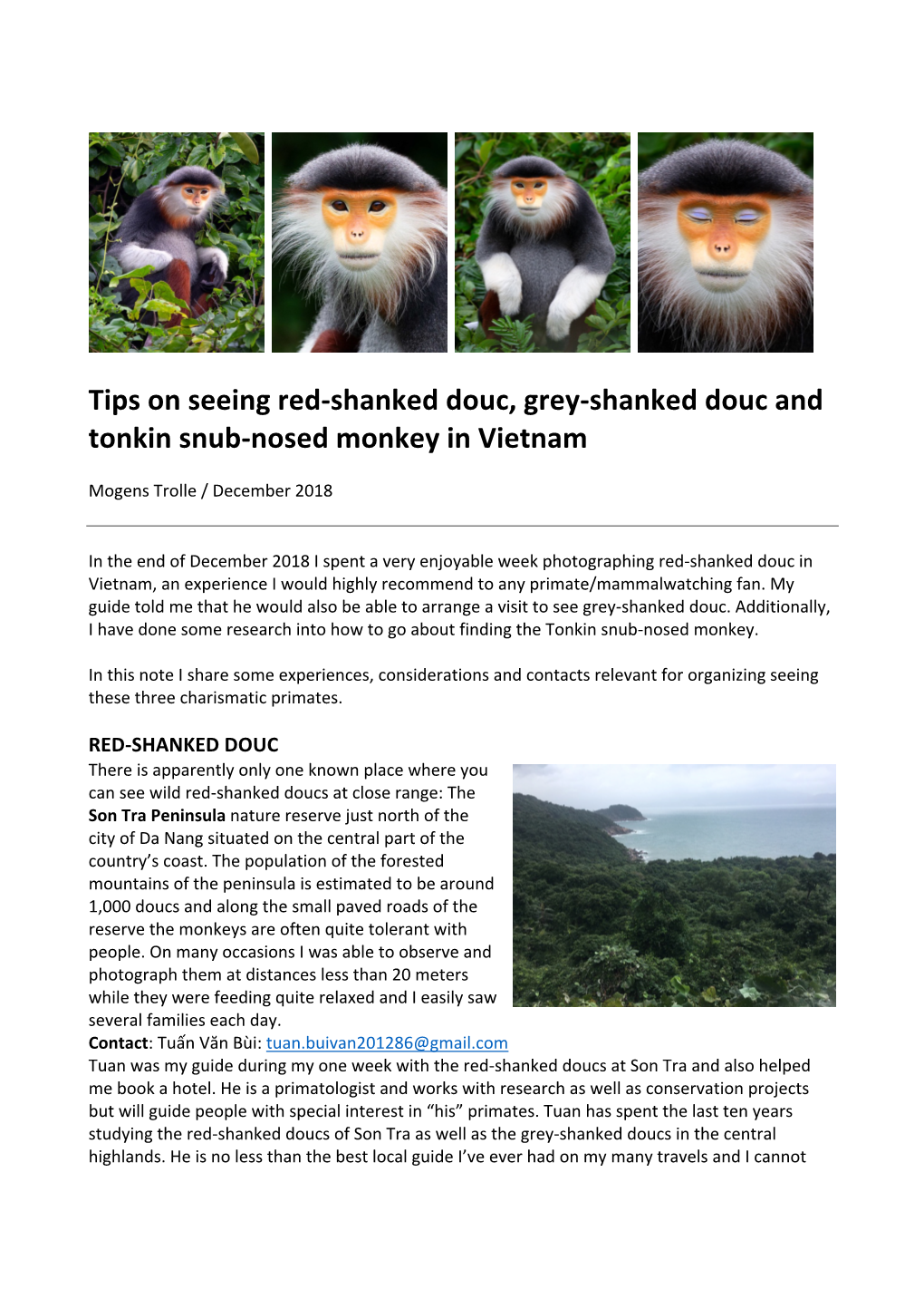 Tips on Seeing Red-Shanked Douc, Grey-Shanked Douc and Tonkin Snub-Nosed Monkey in Vietnam