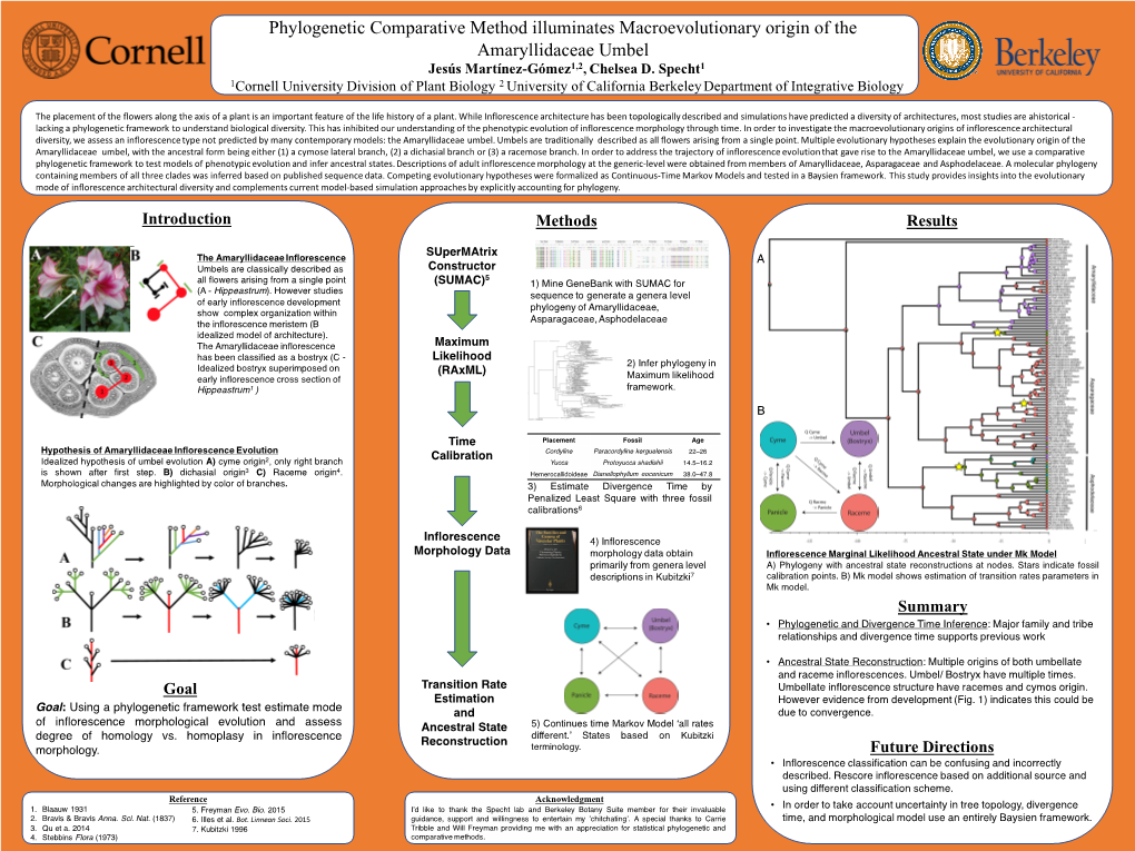 Phylogenetic Comparative Method Illuminates Macroevolutionary Origin of the Amaryllidaceae Umbel Jesús Martínez-Gómez1,2, Chelsea D