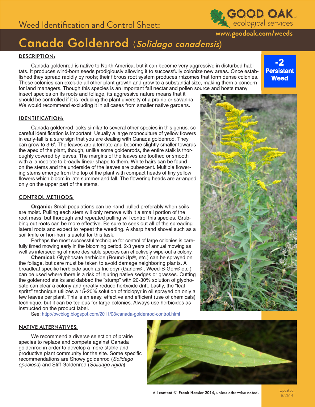 Canada Goldenrod (Solidago Canadensis) DESCRIPTION