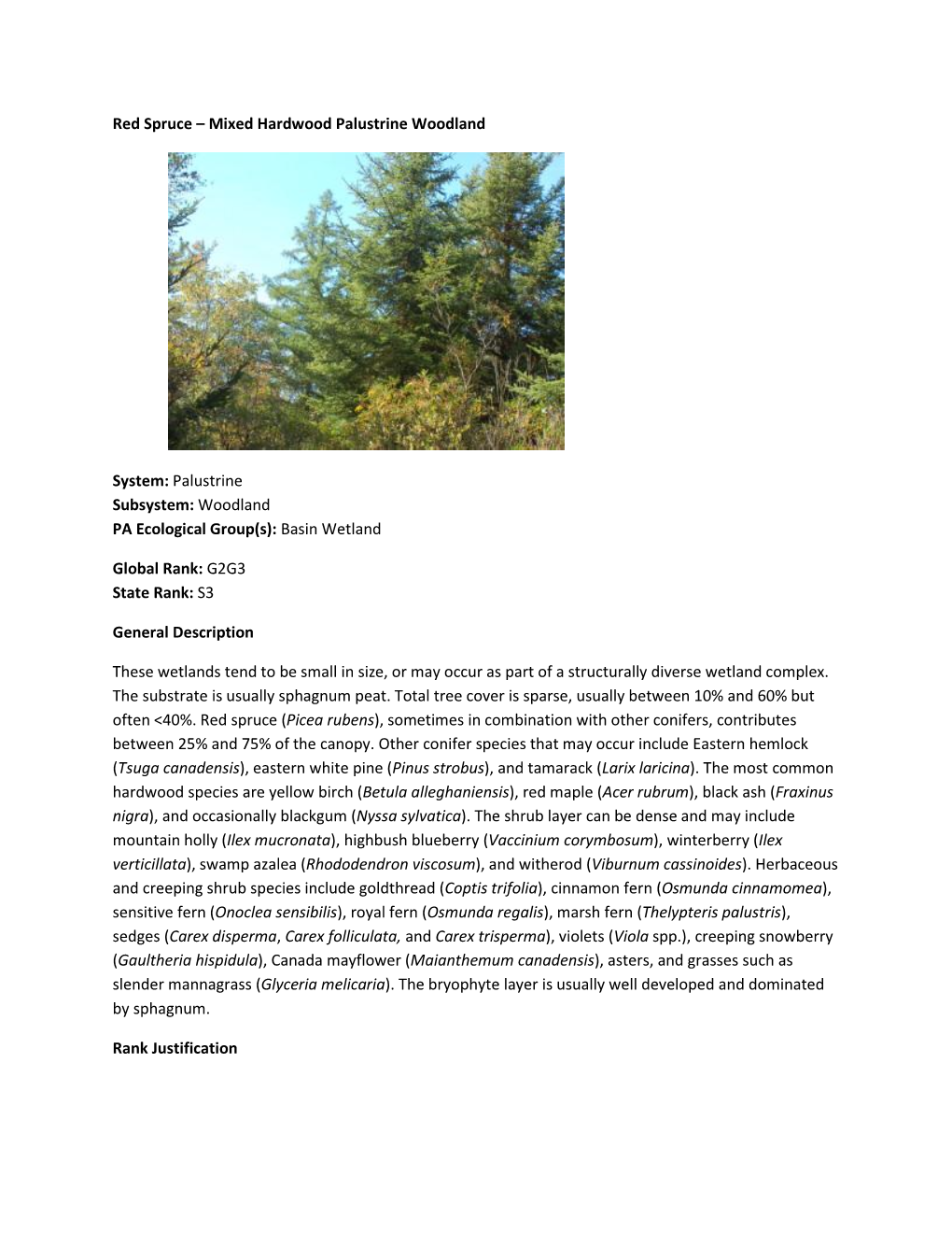 Red Spruce – Mixed Hardwood Palustrine Woodland System