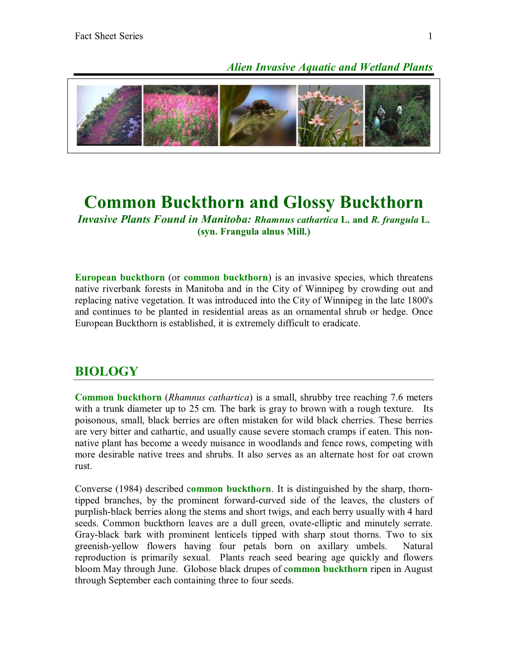 Common Buckthorn and Glossy Buckthorn Invasive Plants Found in Manitoba: Rhamnus Cathartica L