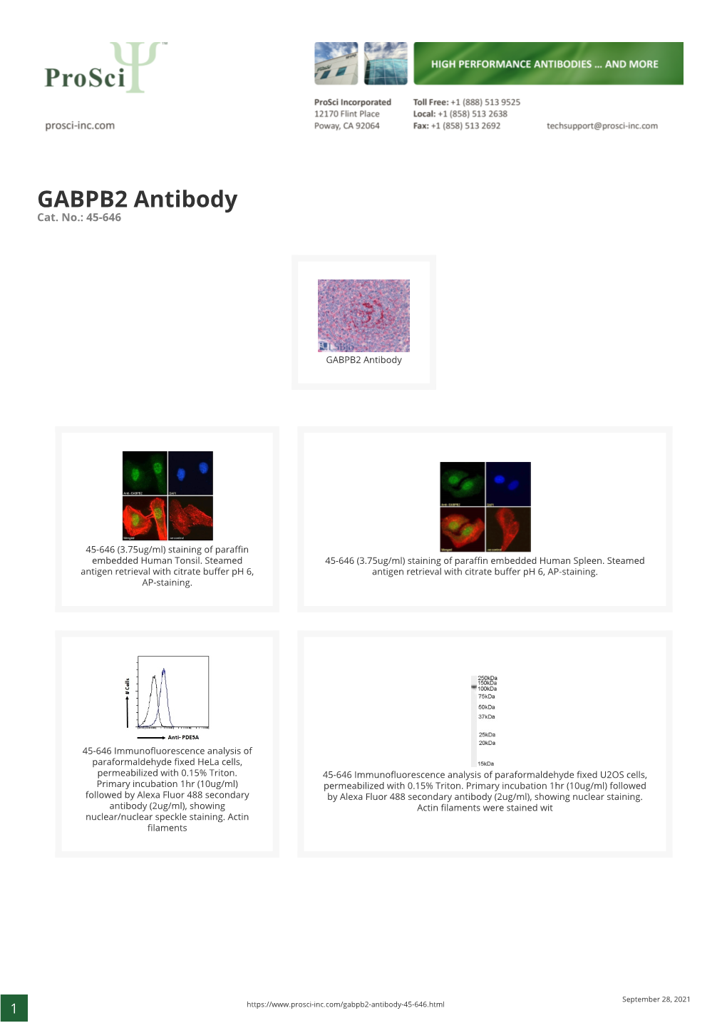 GABPB2 Antibody Cat
