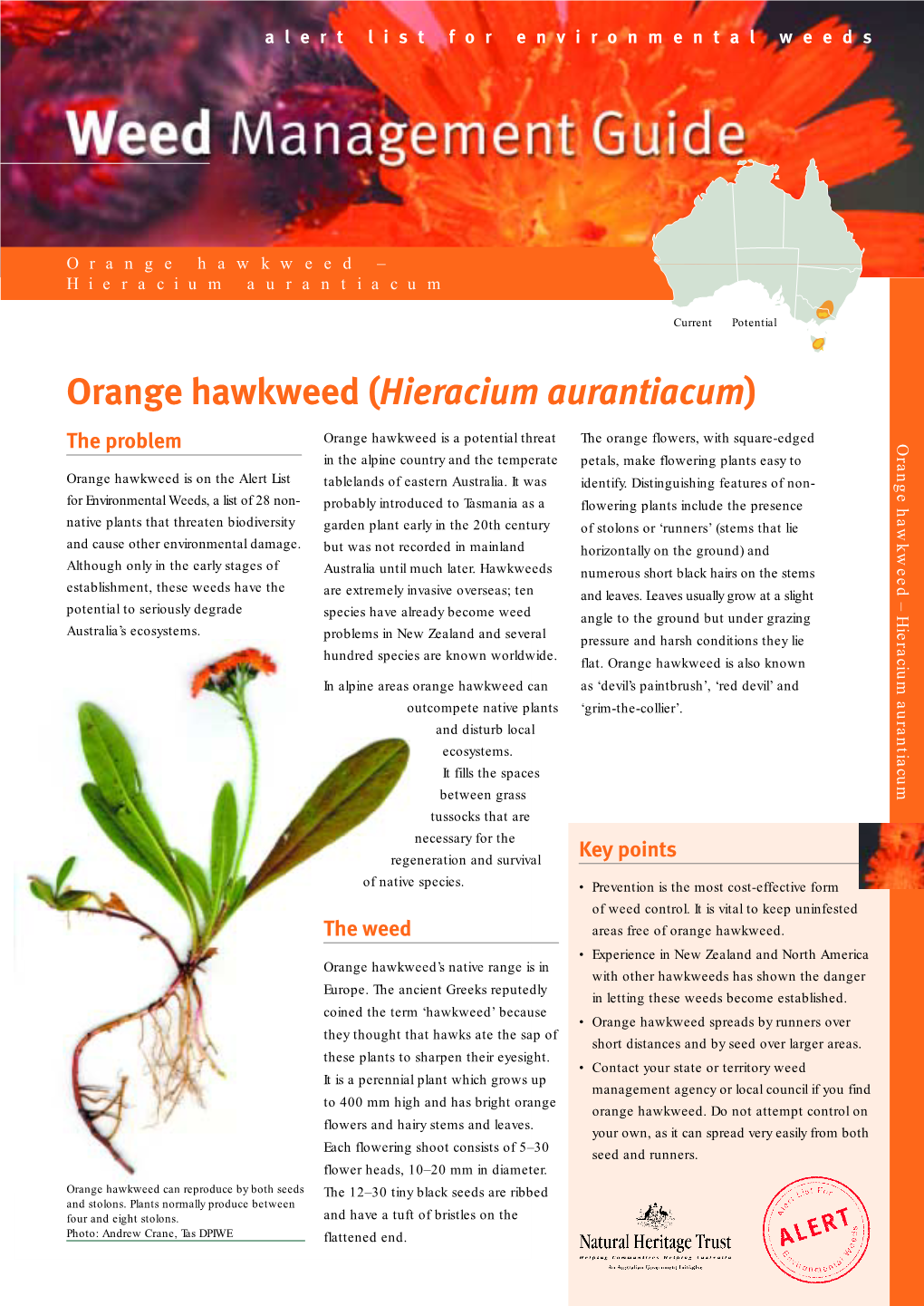 Orange Hawkweed – Hieracium Aurantiacum