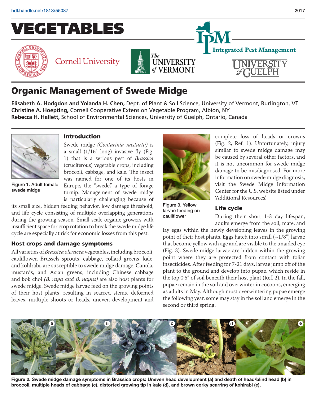 Organic Management of Swede Midge Elisabeth A