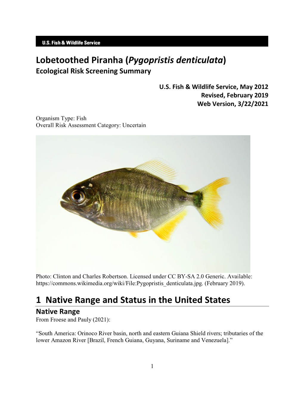 Lobetoothed Piranha (Pygopristis Denticulata) ERSS