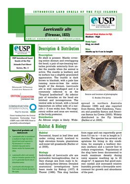 Laevicaulis Alte Current Risk Status in Fiji: (Férussac, 1822) Medium - High FAMILY VERONICELLIDAE (=VAGINULIDAE) Body Type