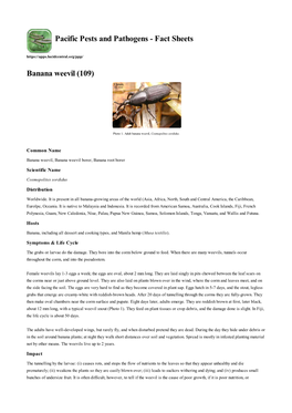 Banana Weevil (109)