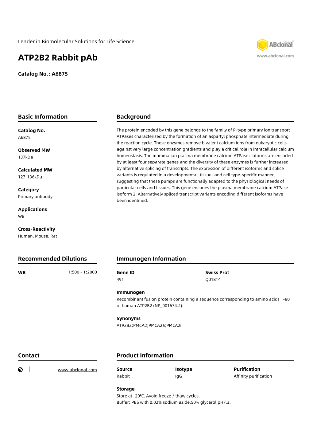 ATP2B2 Rabbit Pab