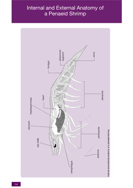 Internal and External Anatomy of a Penaeid Shrimp Anus Abdominal Segment Hindgut Pleopods Heart Hepatopancreas Stomach Pereiopods Eye Stalk Eye Antenna Oesophagus