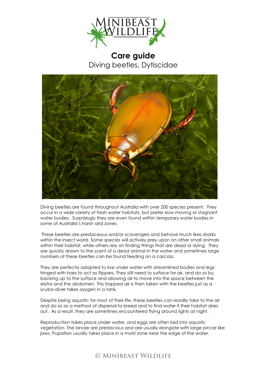 Care Guide Diving Beetles, Dytiscidae