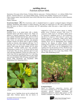 Suckling Clover Trifolium Dubium Sibth