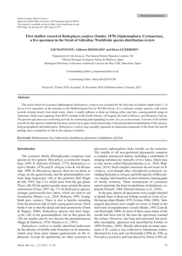 First Shallow Record of Bathyphysa Conifera (Studer, 1878) (Siphonophora, Cystonectae), a Live Specimen in the Strait of Gibraltar