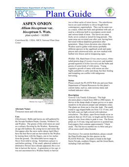 ASPEN ONION Leaves Are Used Similarly to Chives Bought from Contemporary Supermarkets