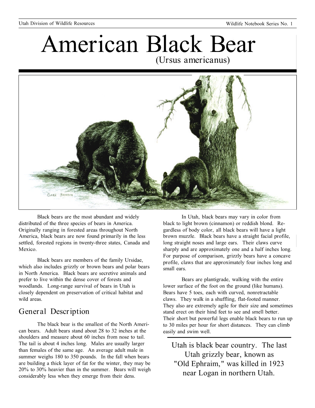 American Black Bear (Ursus Americanus)