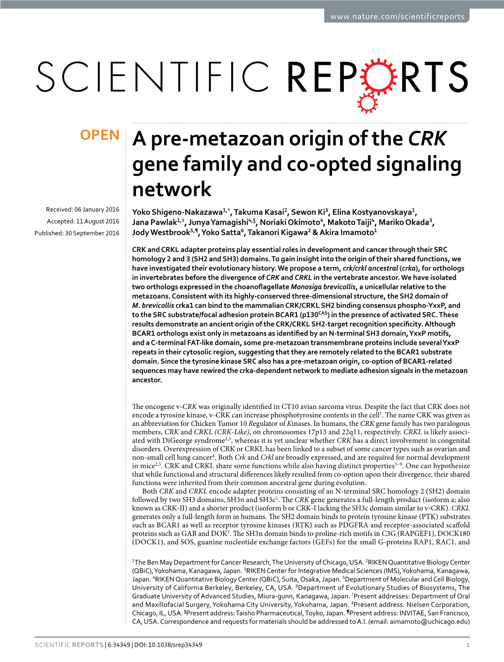 A Pre-Metazoan Origin of the CRK Gene Family and Co-Opted Signaling