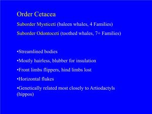 Order Cetacea Suborder Mysticeti (Baleen Whales, 4 Families) Suborder Odontoceti (Toothed Whales, 7+ Families)