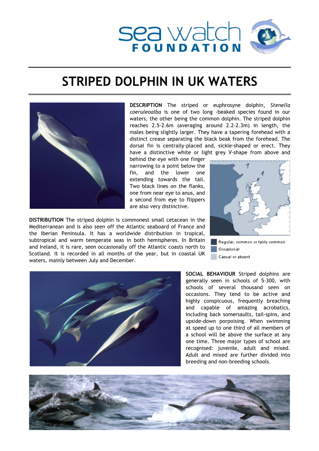 Striped Dolphin in Uk Waters