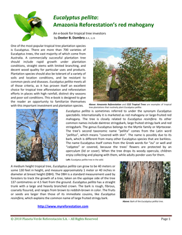 Eucalyptus Pellita: Amazonia Reforestation’S Red Mahogany