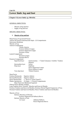 Lower Limb: Leg and Foot