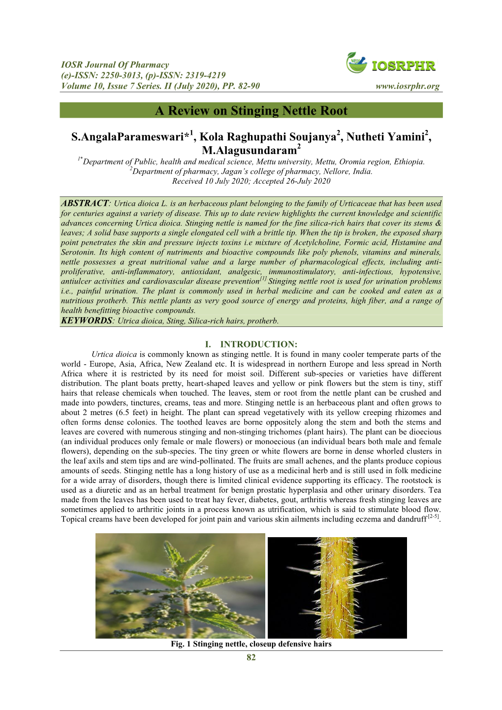 A Review on Stinging Nettle Root