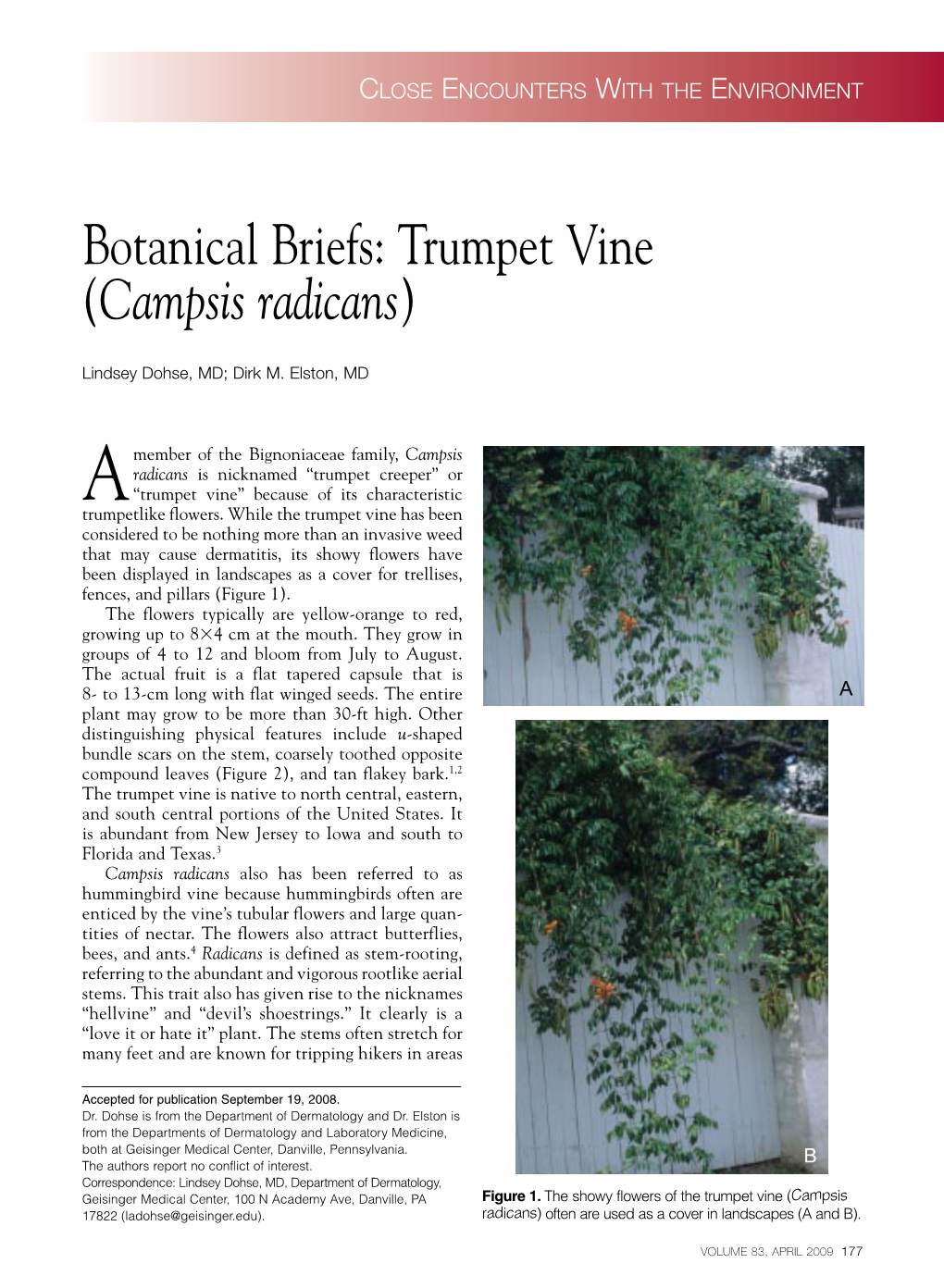 Trumpet Vine (Campsis Radicans)