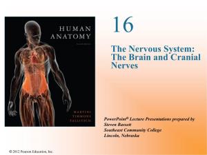 The Nervous System: the Brain and Cranial Nerves