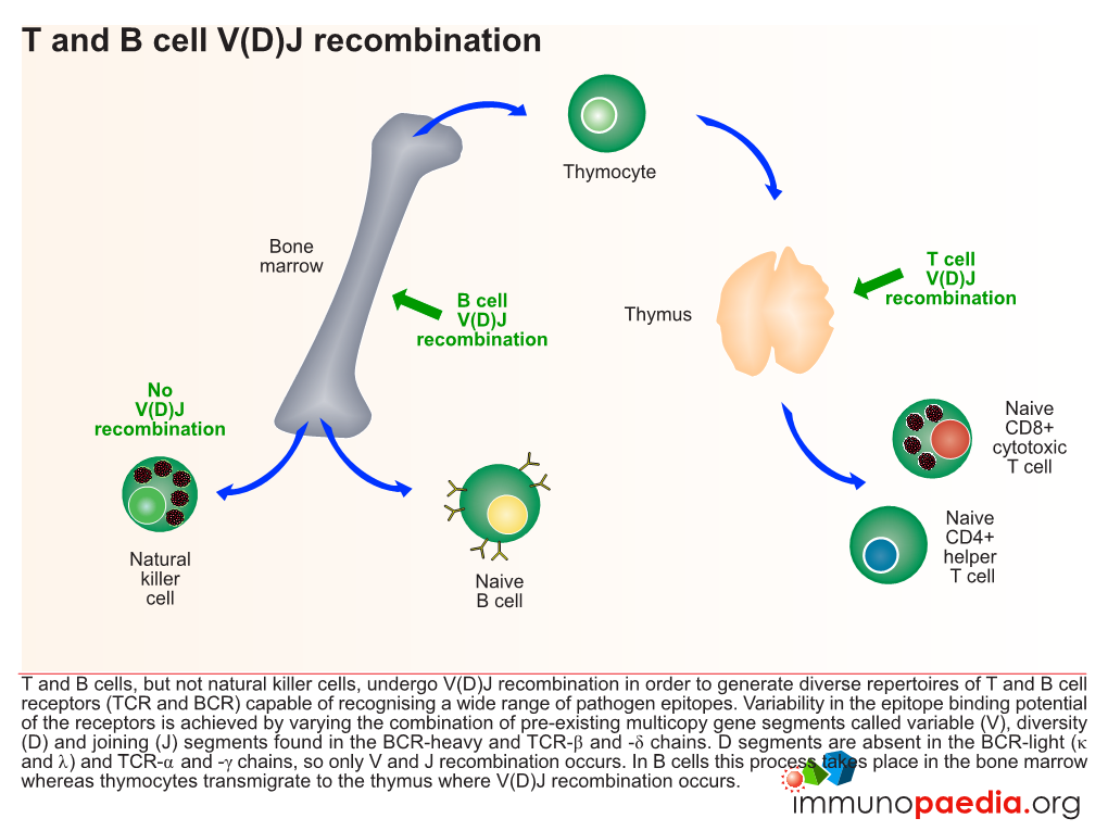 J Recombination