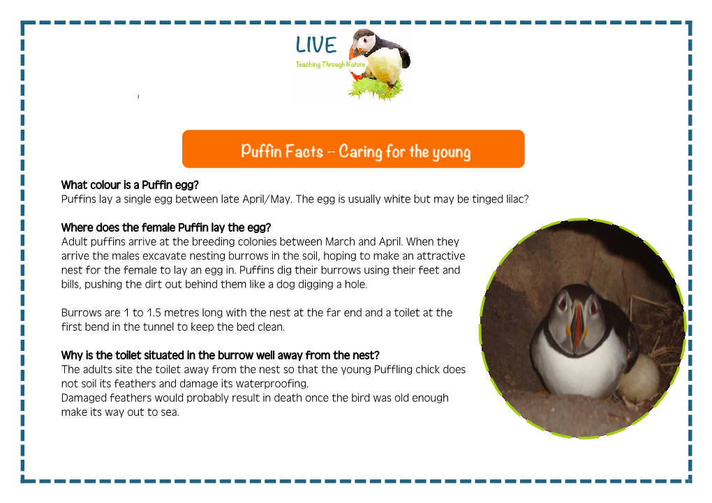 What Colour Is a Puffin Egg? Puffins Lay a Single Egg Between Late April/May