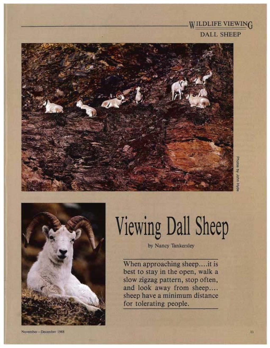 Viewing Dall Sheep