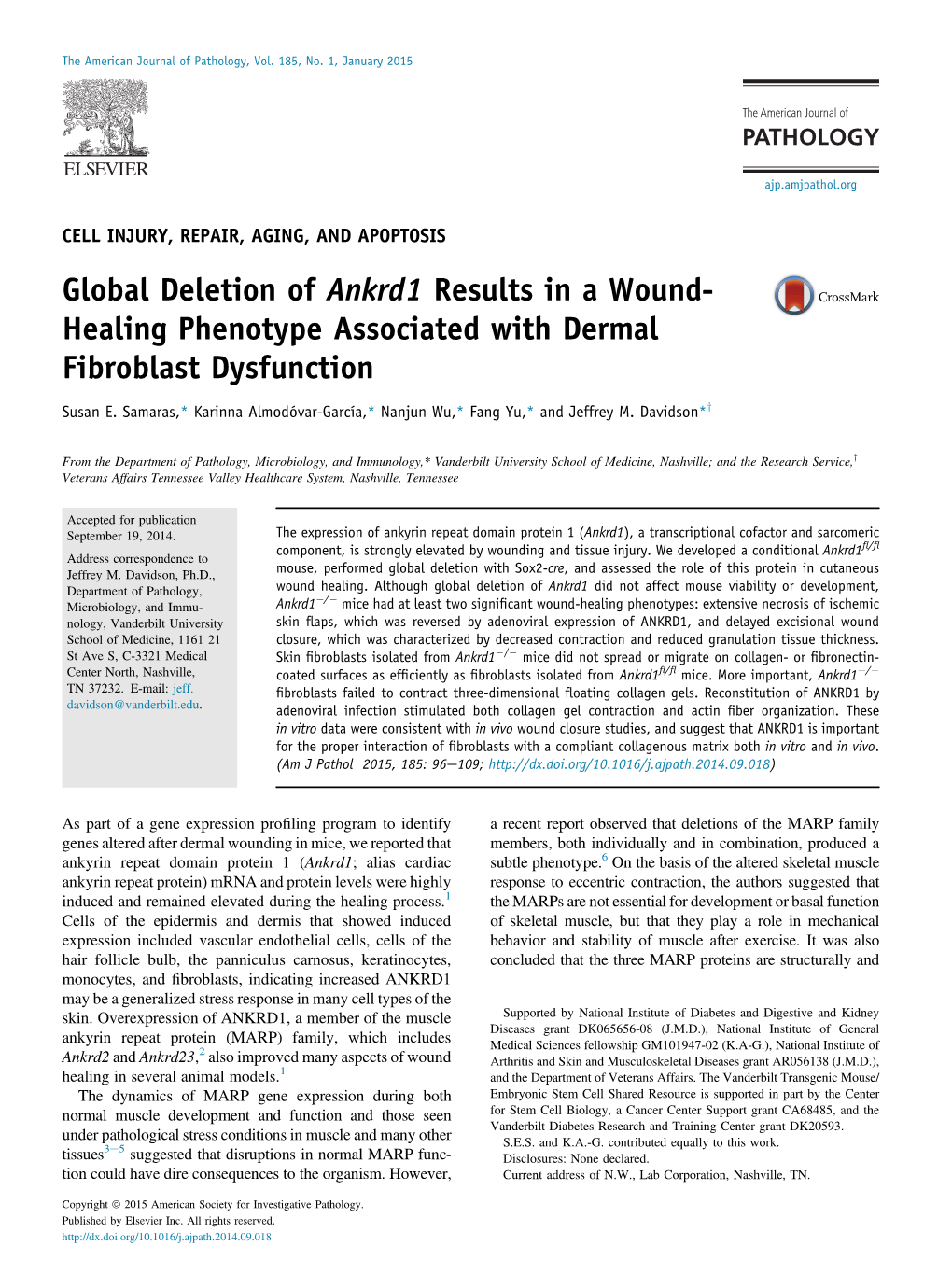 Global Deletion of Ankrd1 Results in a Wound-Healing Phenotype