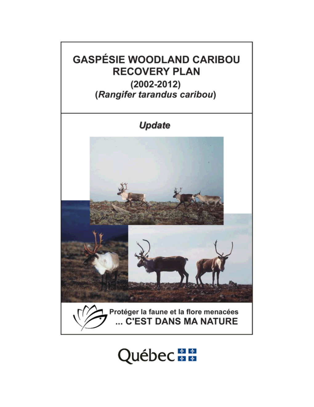 Gaspésie Woodland Caribou (Rangifer Tarandus Caribou)