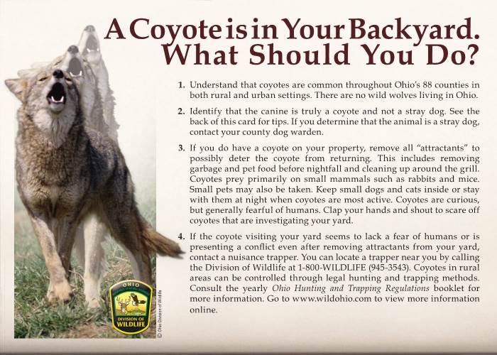 A Coyote Is in Your Backyard: What Should You Do? [Pdf]