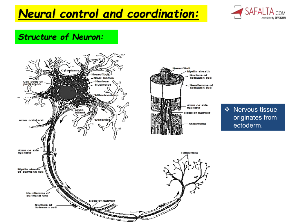 Neural Control and Coordination