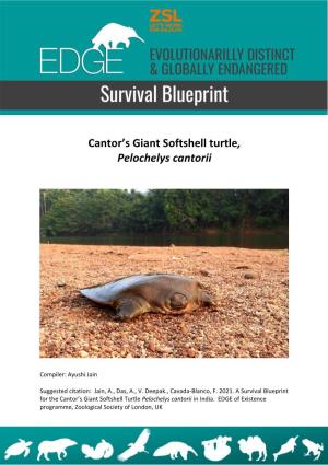 Cantor's Giant Softshell Turtle, Pelochelys Cantorii