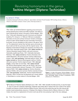 Revisiting Homonyms in the Genus Tachina Meigen (Diptera: Tachinidae)