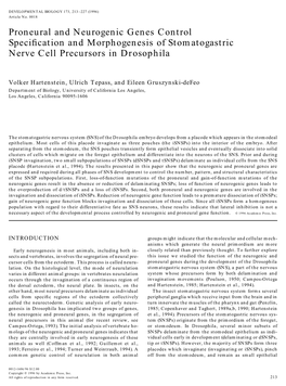 Proneural and Neurogenic Genes Control Specification And