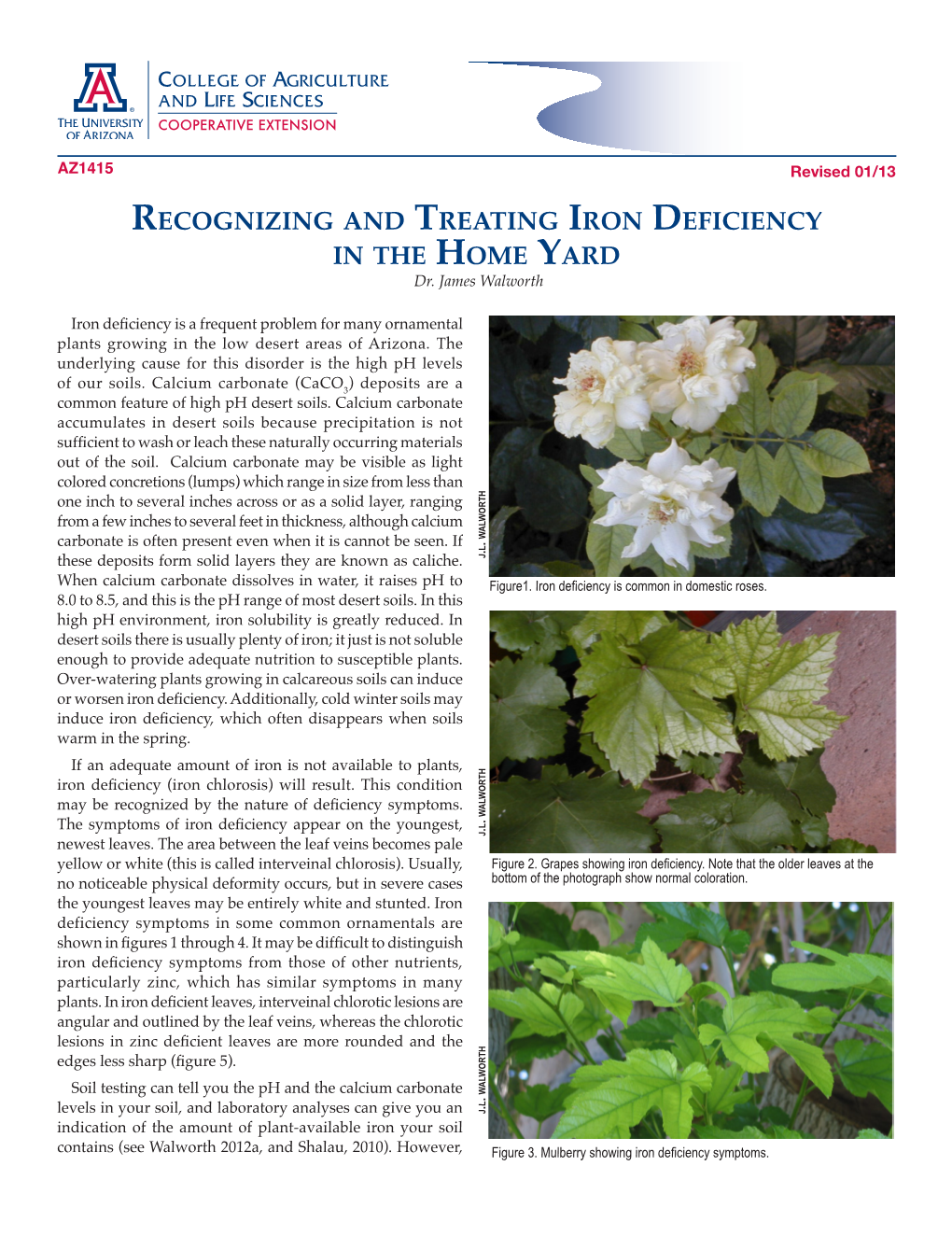 Recognizing and Treating Iron Deficiency in the Home Yard Dr