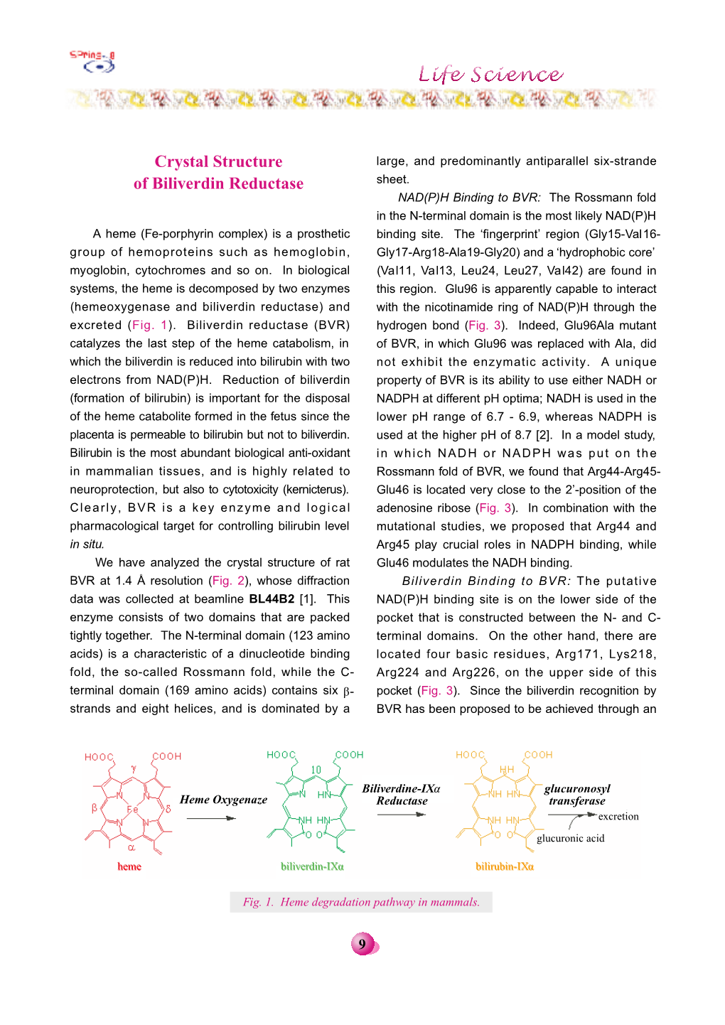 Crystal Structure of Biliverdin Reductase