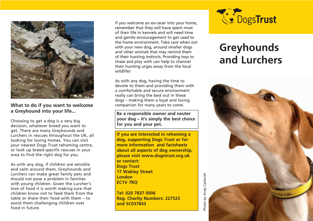 Greyhounds and Lurchers in Rescues Throughout the UK, All If You Are Interested in Rehoming a Looking for Loving Homes