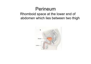 Perineum Rhomboid Space at the Lower End of Abdomen Which Lies Between Two Thigh Boundaries