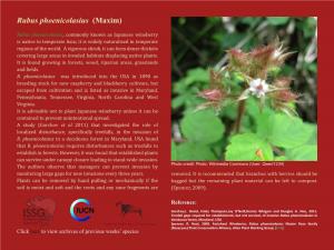 Rubus Phoenicolasius (Maxim)
