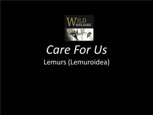Lemurs (Lemuroidea) Animal Welfare