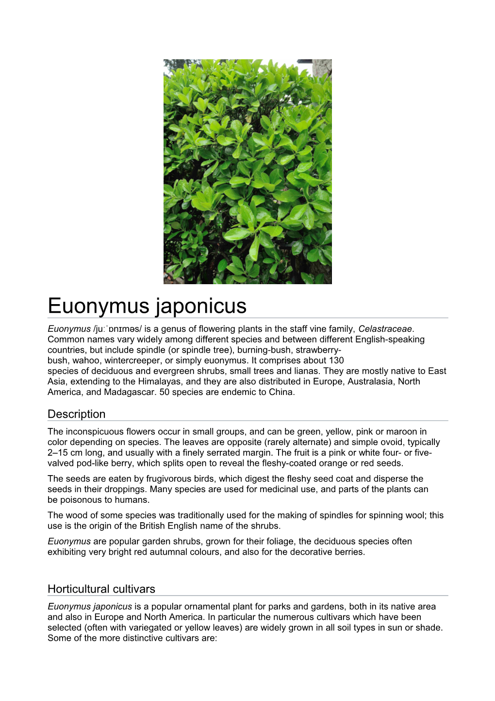 Euonymus Japonicus Euonymus /Juːˈɒnɪməs/ Is a Genus of Flowering Plants in the Staff Vine Family, Celastraceae