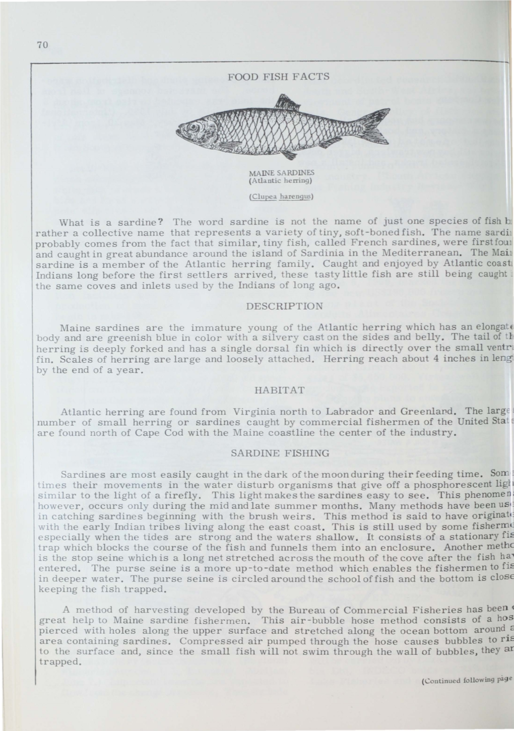 FOOD FISH FACTS What Is a Sardine?