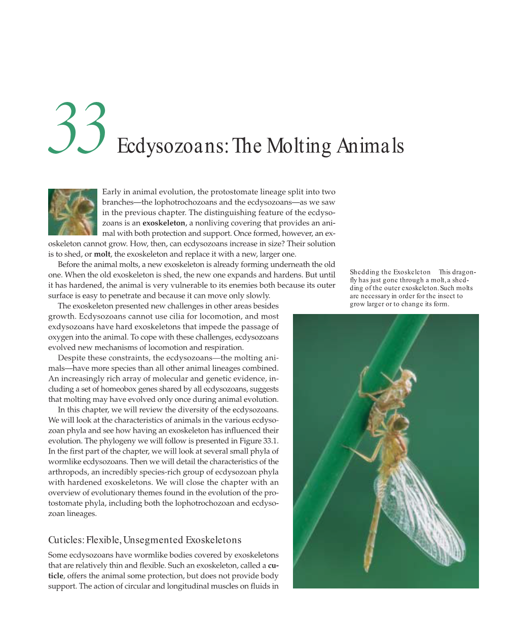 Ecdysozoans: the Molting Animals